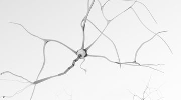 Aging, Free Radicals, and Antioxidants