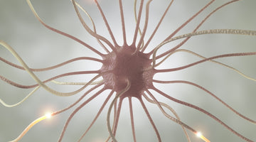 Atherosclerosis: Oxidative Stress and Antioxidants